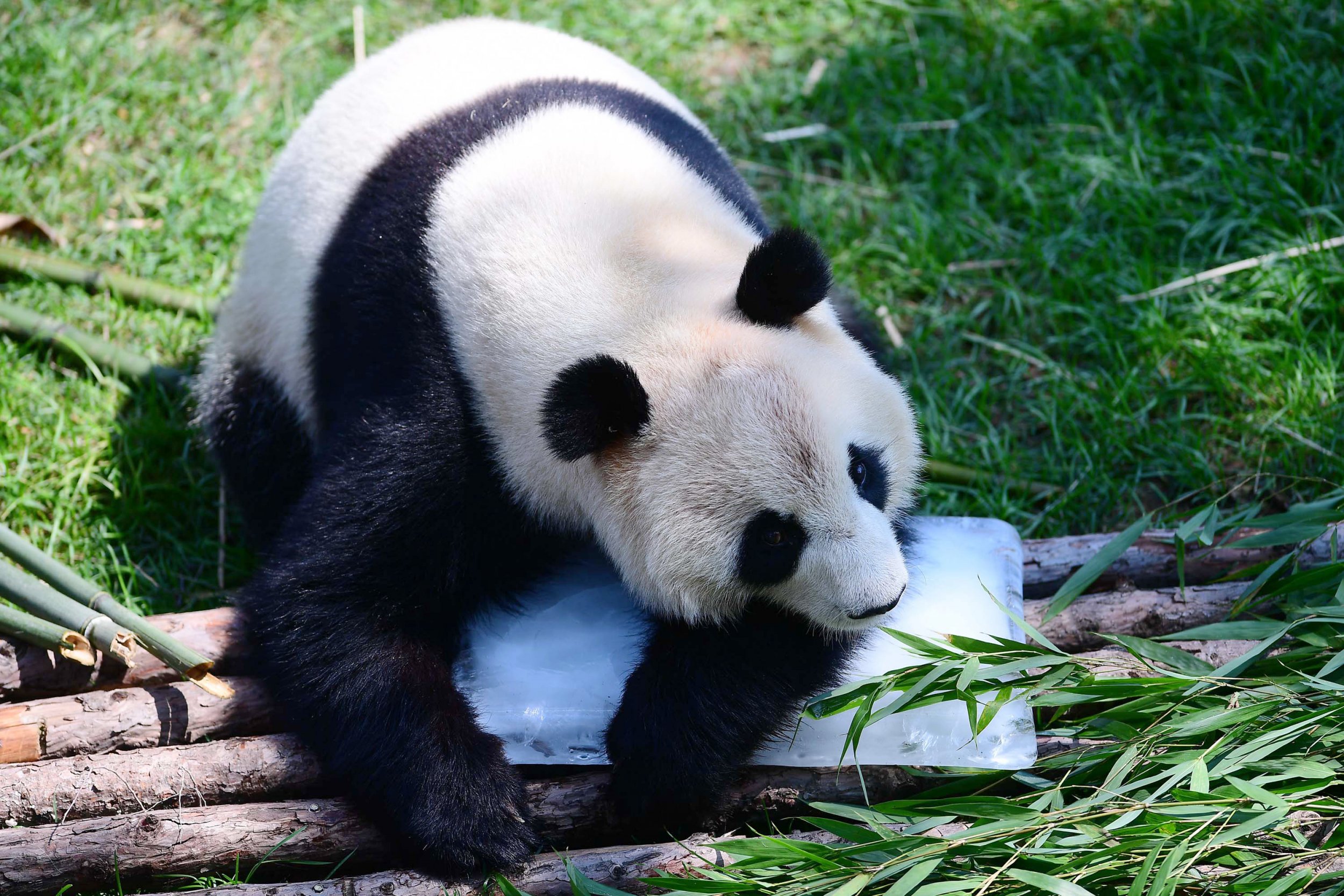 Panda Pelted With Stones by Tourists Who Try to Wake It Up From a