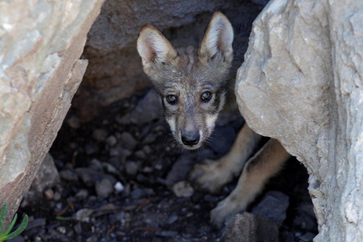 Mexico Border Wall: Thousands of Scientists Warn of Threat to Wildlife ...