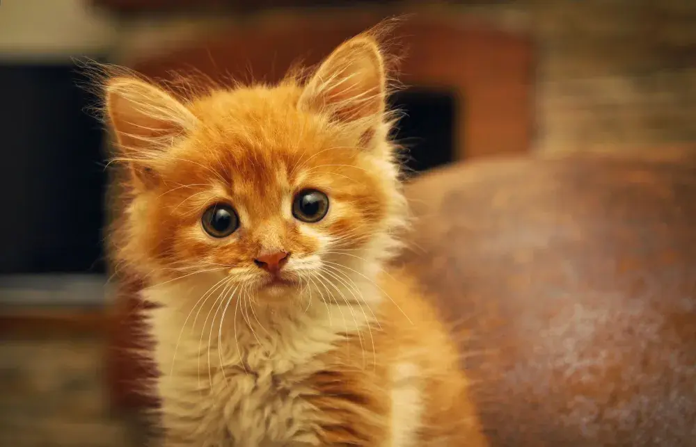 South Carolina Teens Charged After Attempting to Drown a Kitten in Snapchat Video