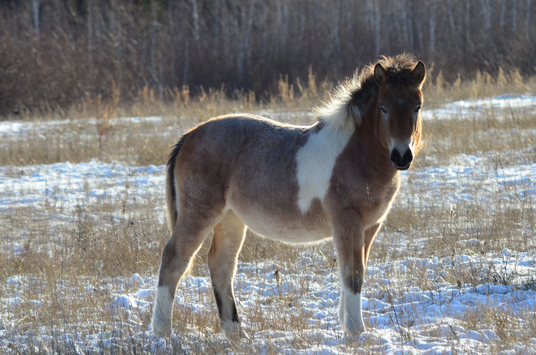 Scientists Are Trying to Clone an Ancient Horse Discovered in