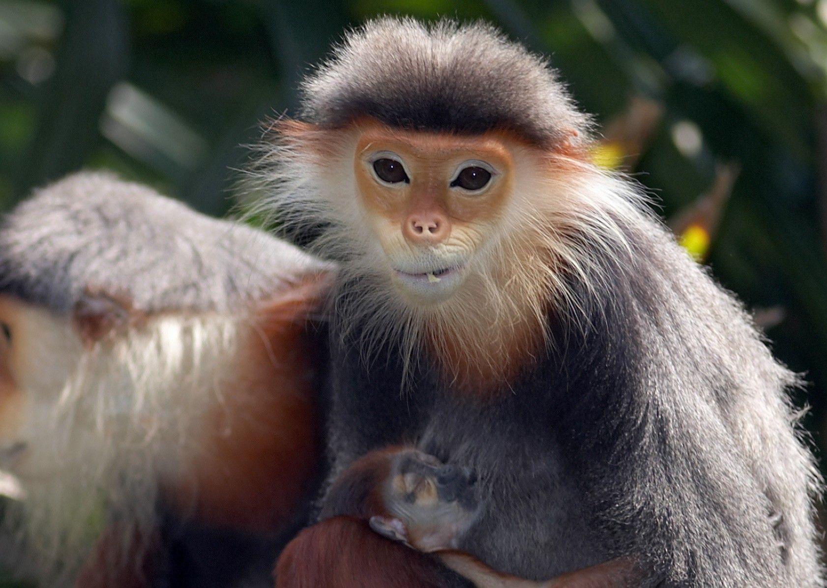 Endangered Monkey at Philadelphia Zoo, Toi, Euthanized After