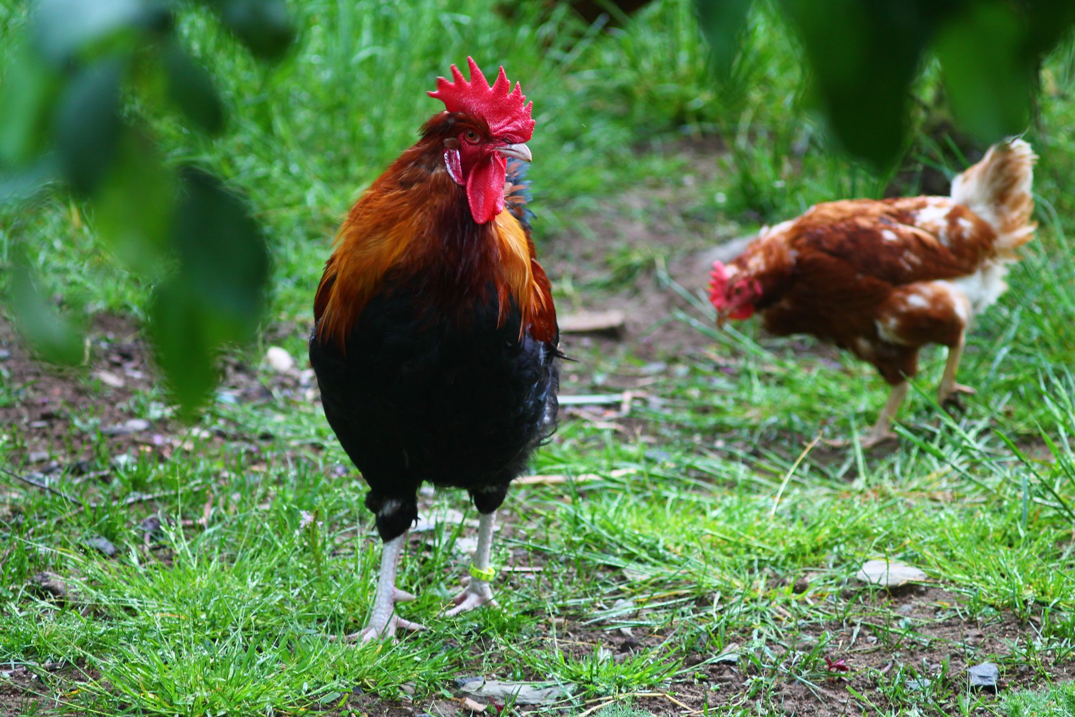 Why Is LA Banning Roosters? County Responds to Largest