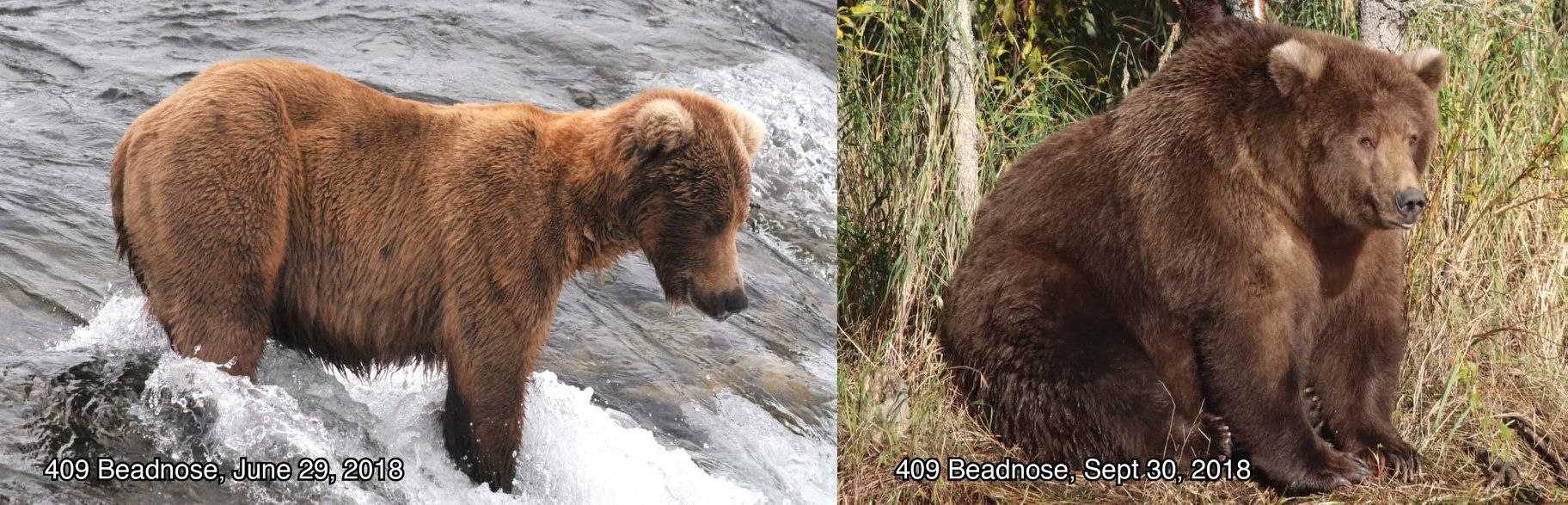 Who Is 409 Beadnose? Female Bear Named 'Empress of Lard' in Alaska