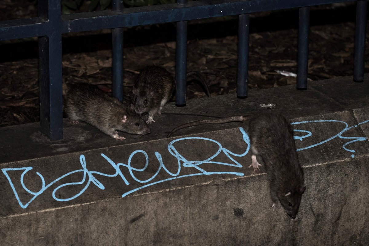 Brooklin Rats Rats ‘Bigger Than Cats’ Take Over Bronx Housing Project - Newsweek