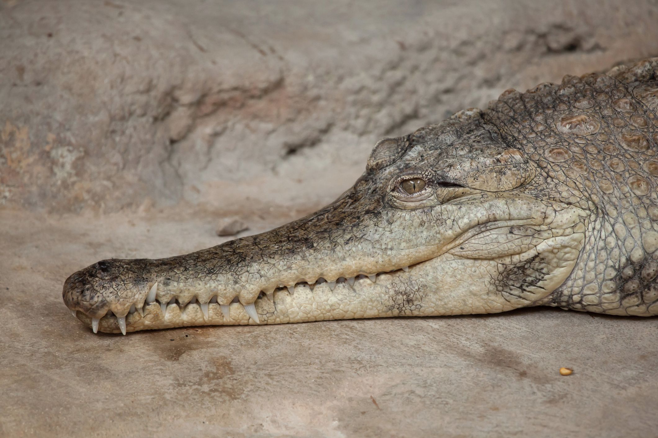 Entirely New Species of Crocodile Has Been Discovered—And It's Got