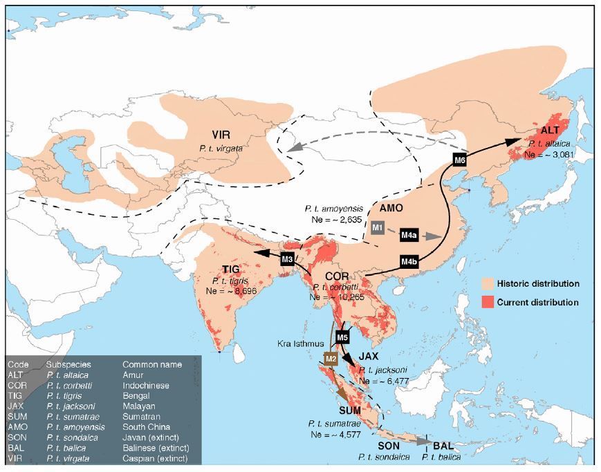 Tiger Evolution Study Reveals Genetic Evidence for Six Subspecies ...