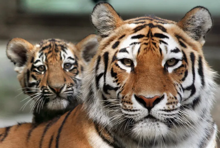 Tiger Evolution Study Reveals Genetic Evidence for Six Subspecies ...