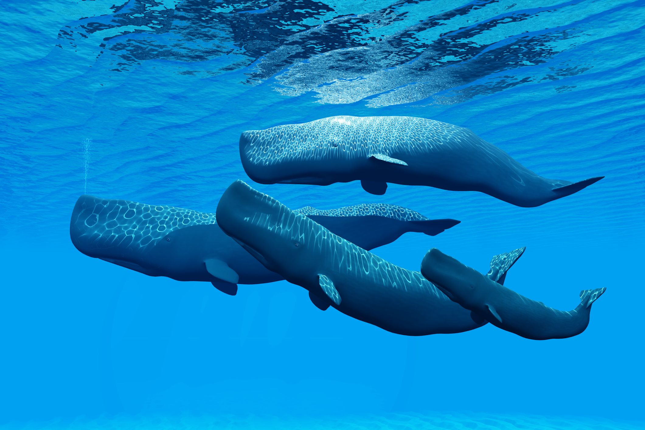 1205118-sperm-whale.jpg?w=1600