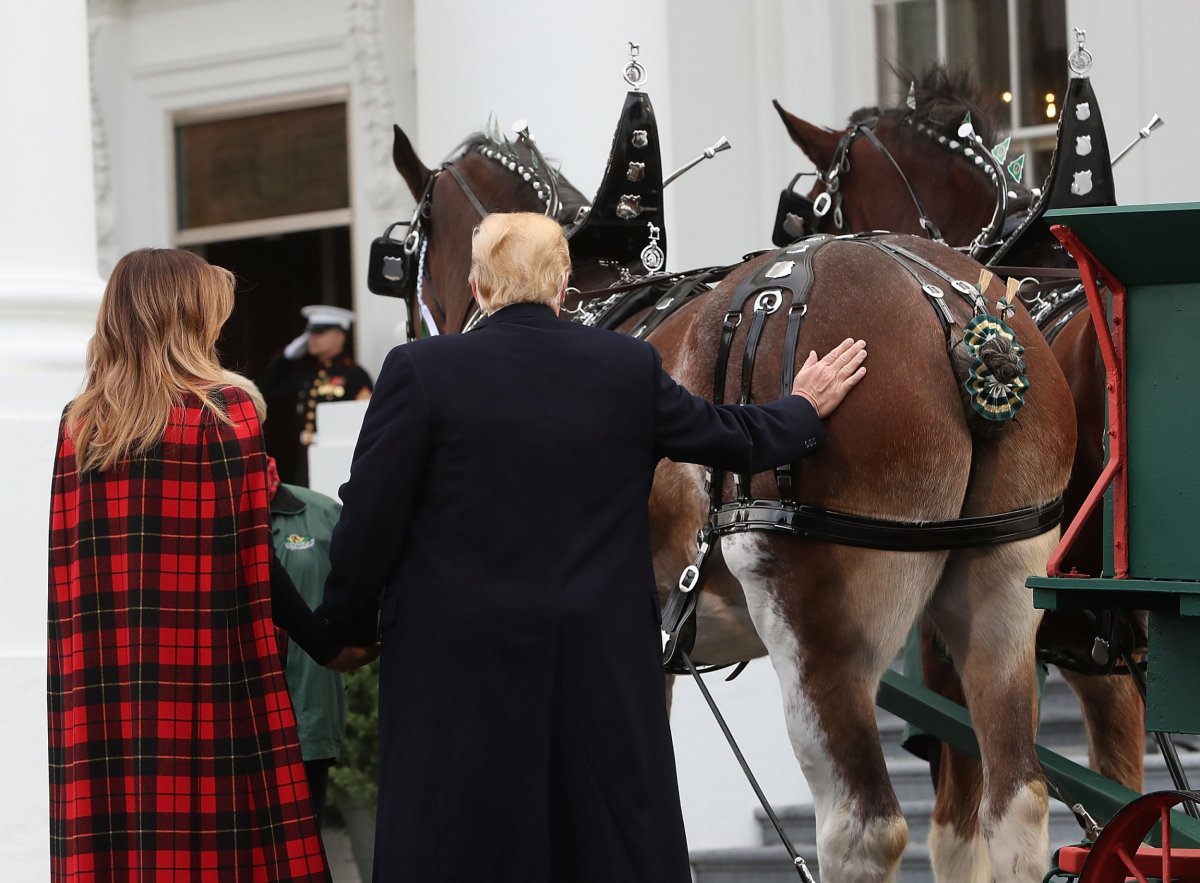 Video: Donald Trump Pats Horse's Rear End, Twitter Has a Fit - Newsweek