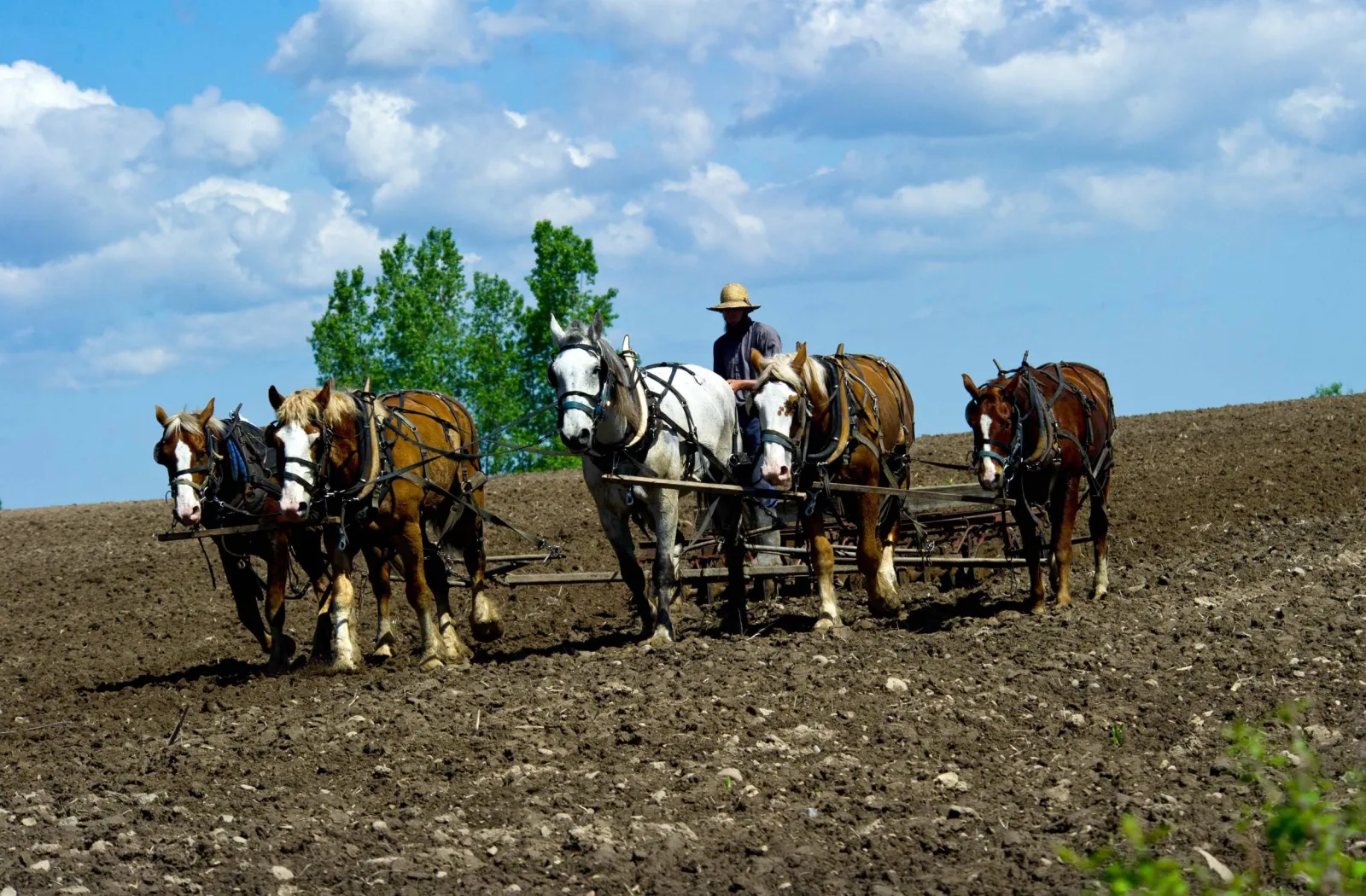 Trump Makes Autism Announcement: Do the Amish Have &lsquo;No Autism&rsquo;?