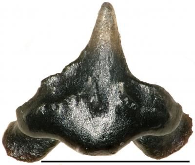 Galagadon Nordquistae: Tiny Prehistoric Shark With 'Alien