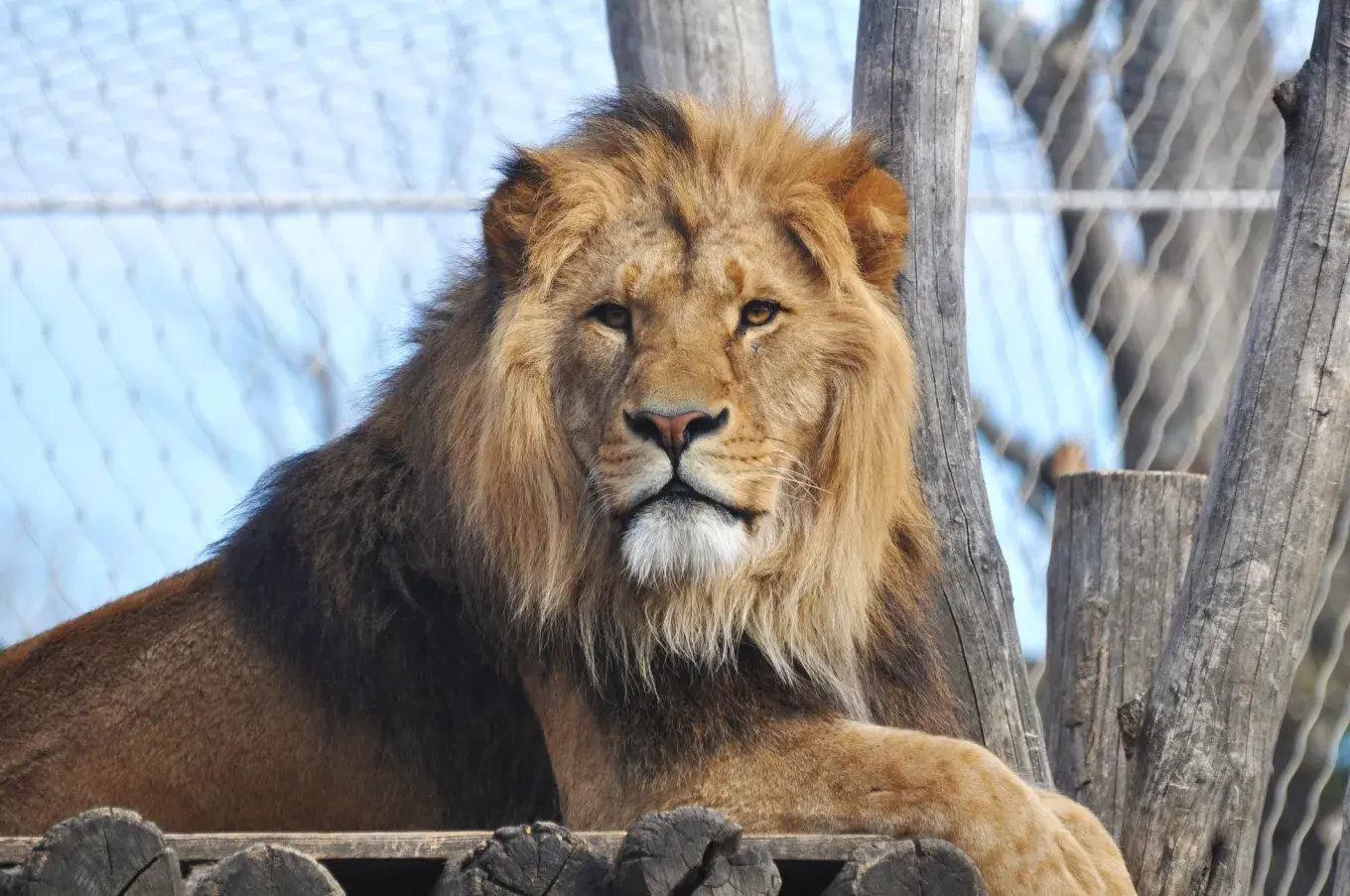 lion getty stock