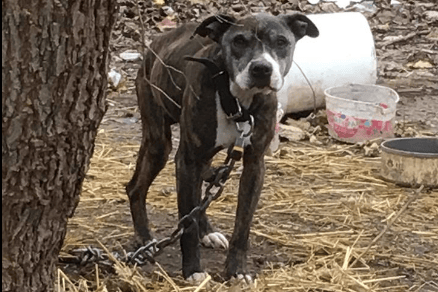 Dogs Left Freezing to Death In Cold Across U.S., Animal Care Groups ...
