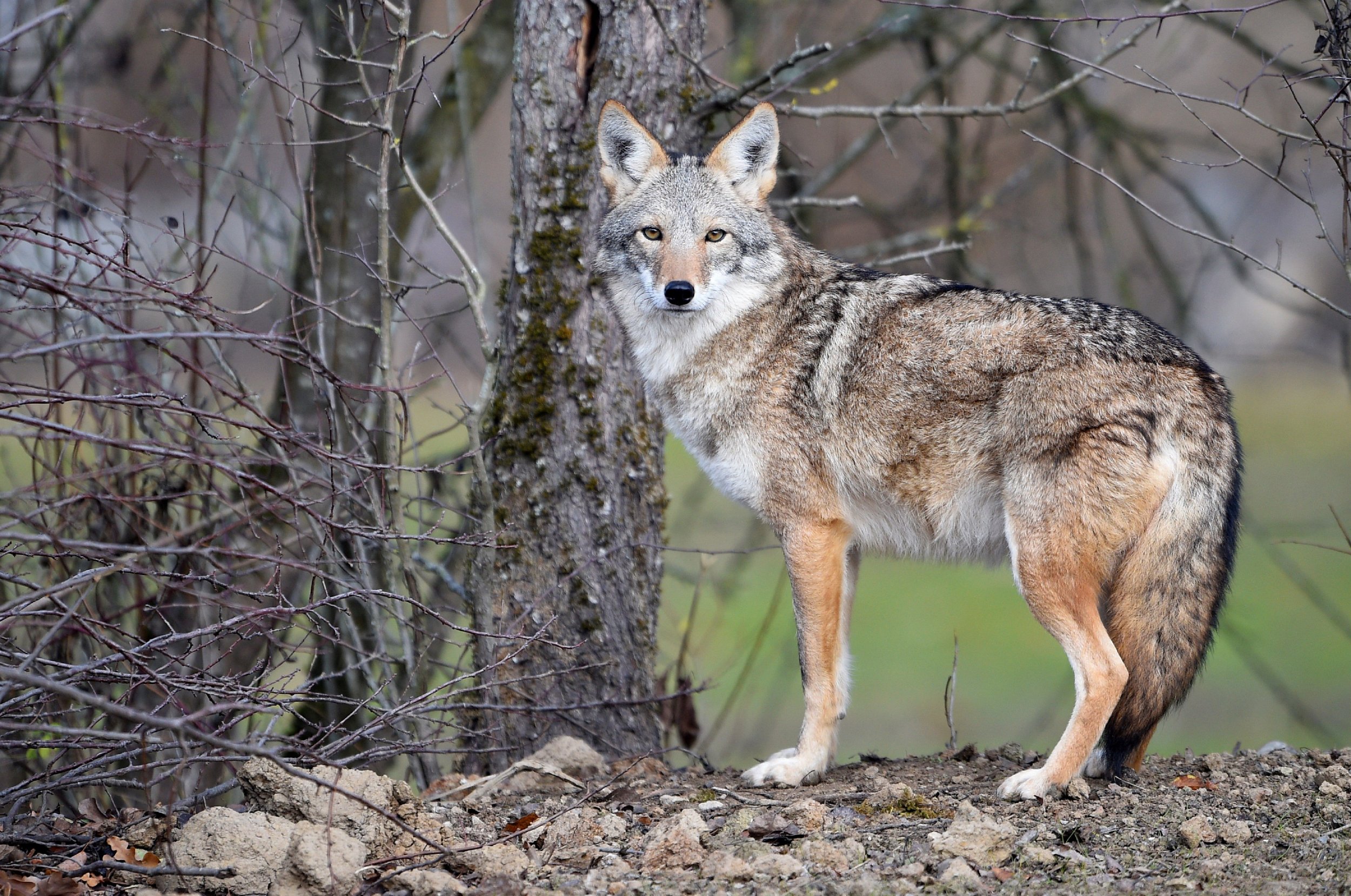Florida Man Uses Coffee Cup to Fight Off Wild Coyote, Runs it Over
