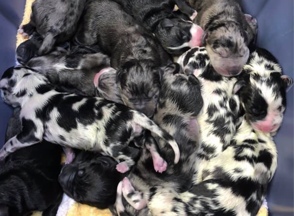 Arizona Great Dane Named Cleo Gives Birth to 19 Babies ‘It Was Like