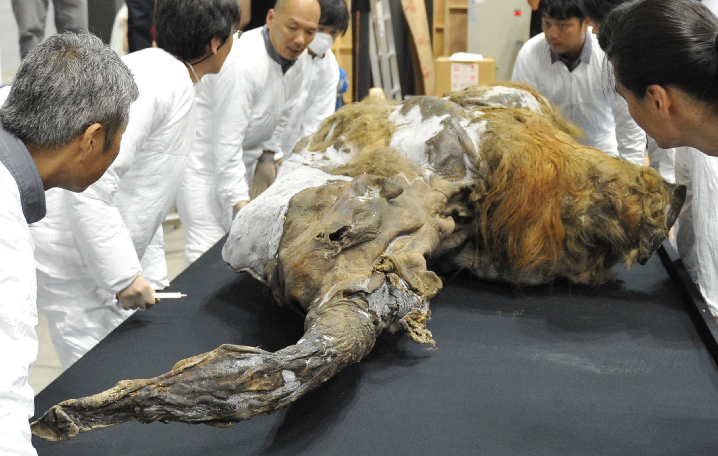Ancient Woolly Mammoth Cells Woken Up by Scientists - Newsweek