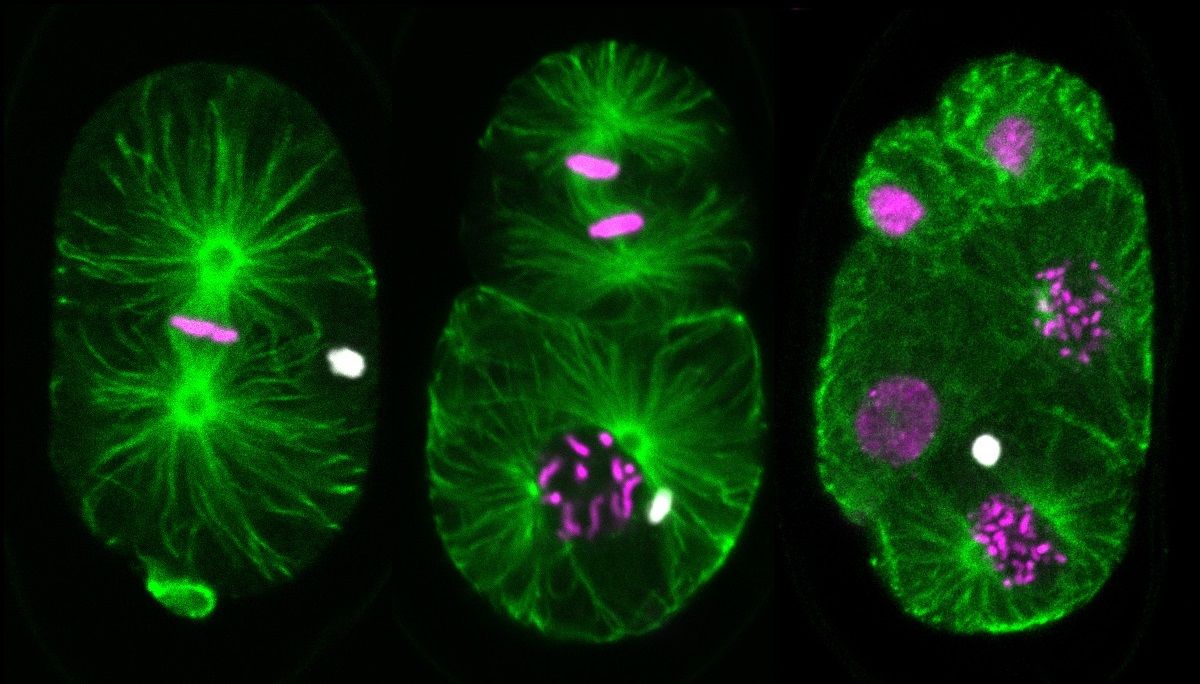 BDSM shaxsiy fotosuratlari