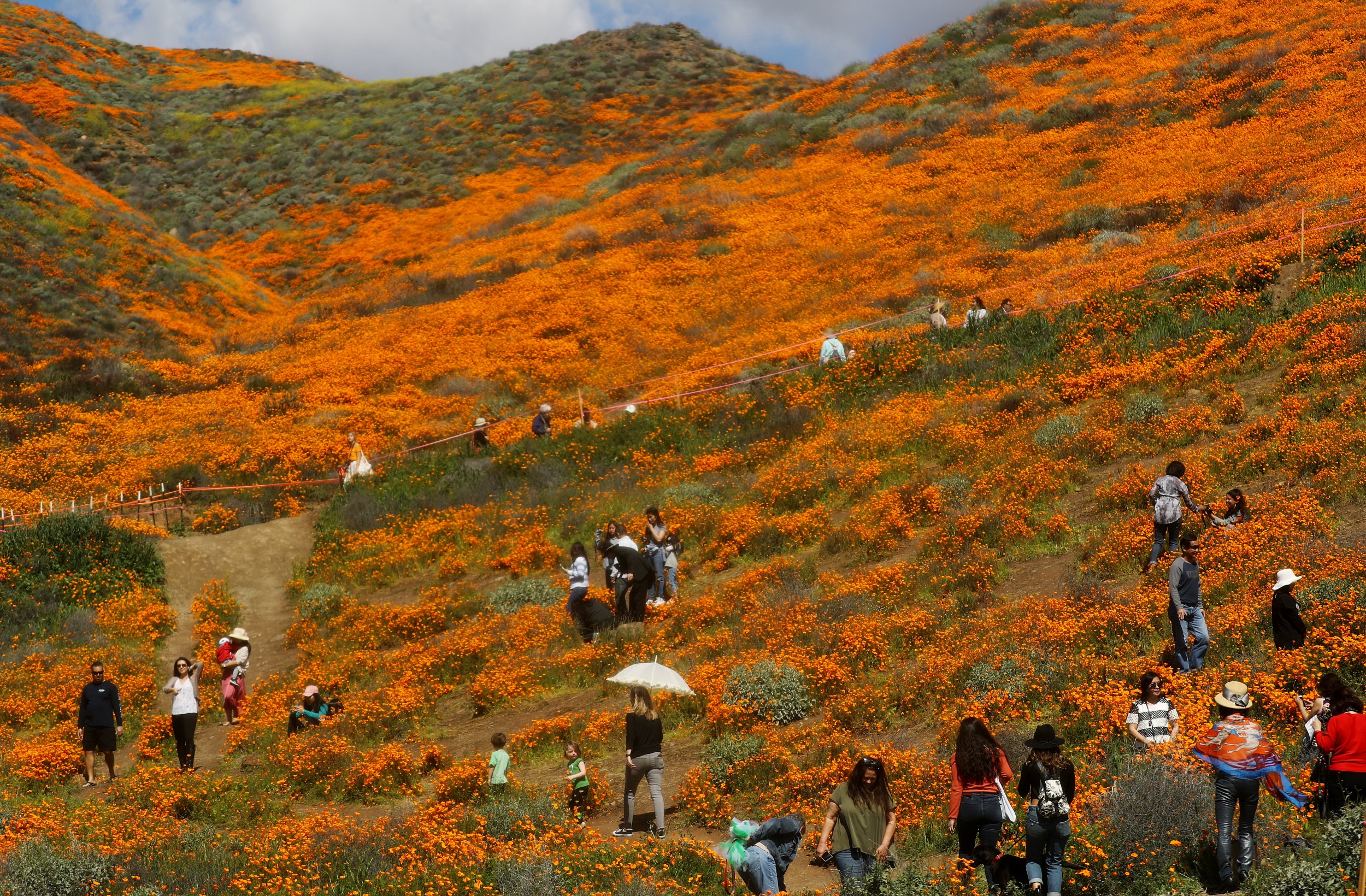 California Super Bloom Visitors Cause 'Poppy Apocalypse' Public