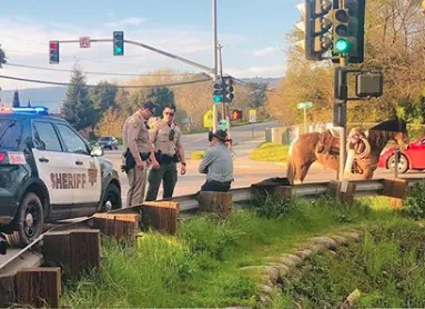 California Man Riding Horse on Highway Gets Arrested for Public ...