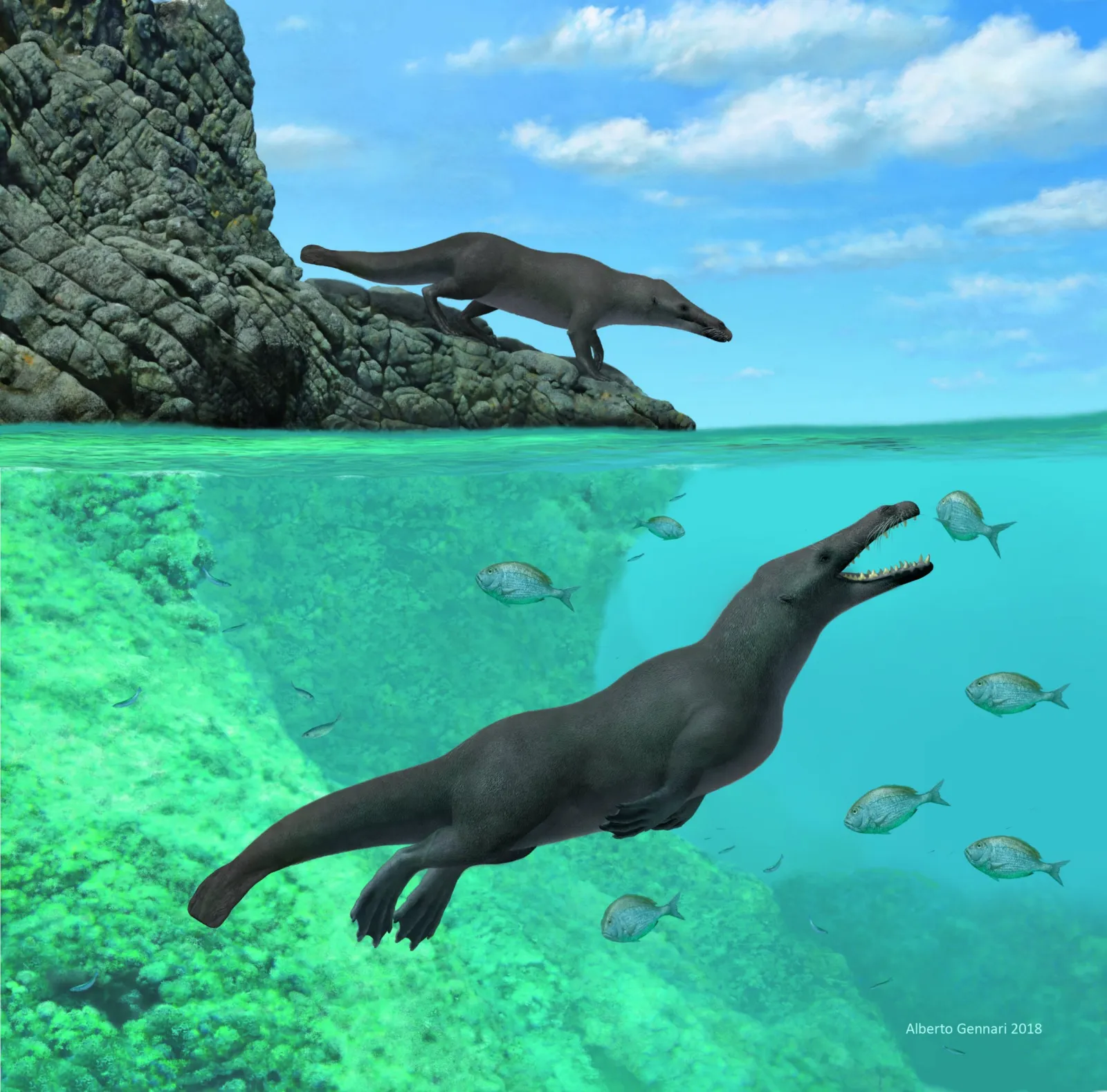 Peregocetus: Bizarre, Prehistoric Four-legged Whale With Hooves and  Otter-like Tail Discovered - Newsweek
