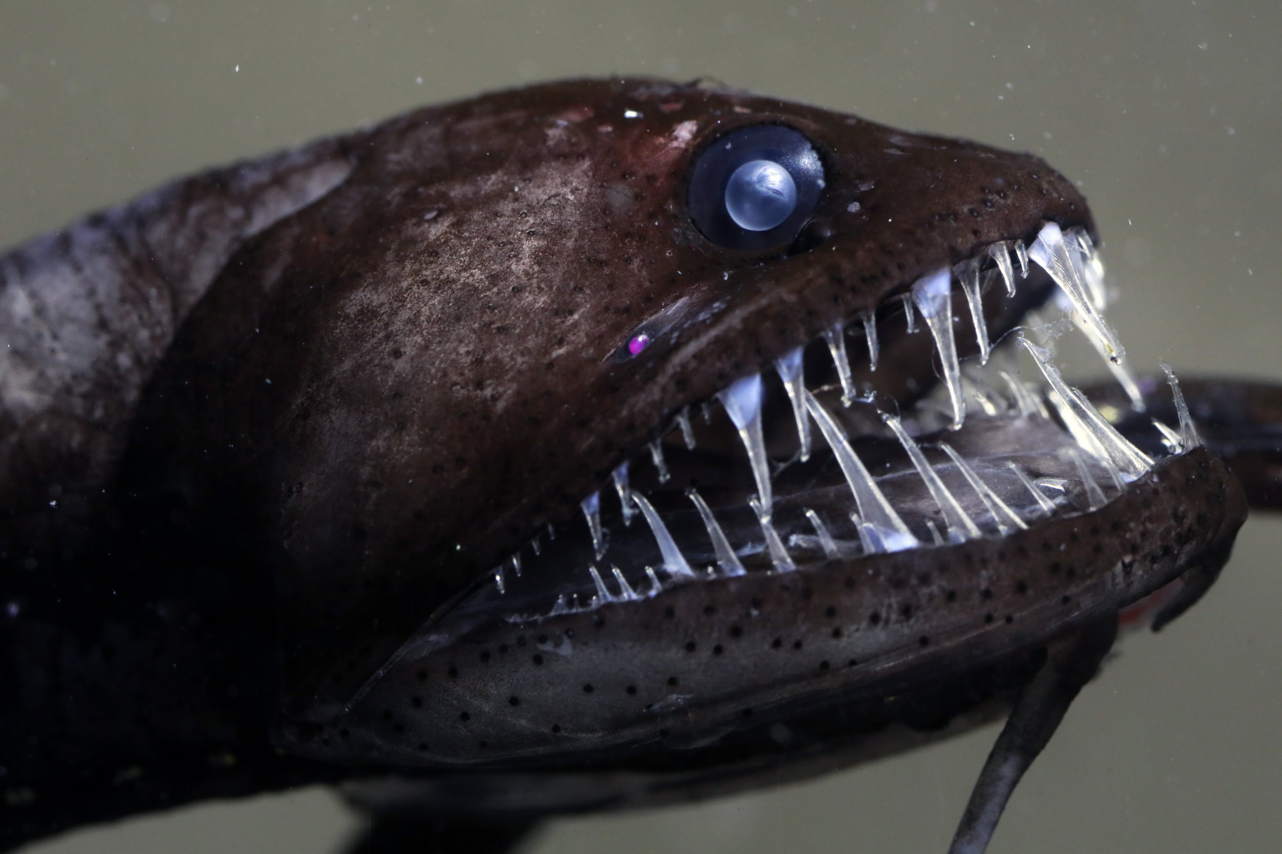 コンピュータ・IT Deep Sea Fishes 1018376-0911-lizfish.jpg?w=
