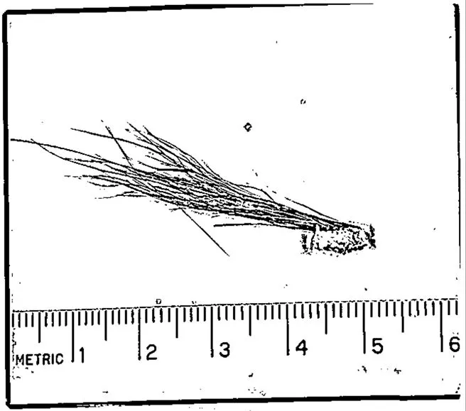 FBI Examined 15 Bigfoot Hairs, Newly Released Documents Reveal - Newsweek