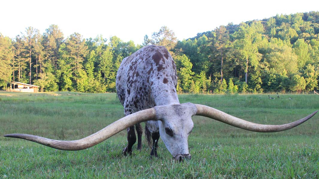 Alabama: Poncho Via, the Steer with Horns Wider than the Statue of