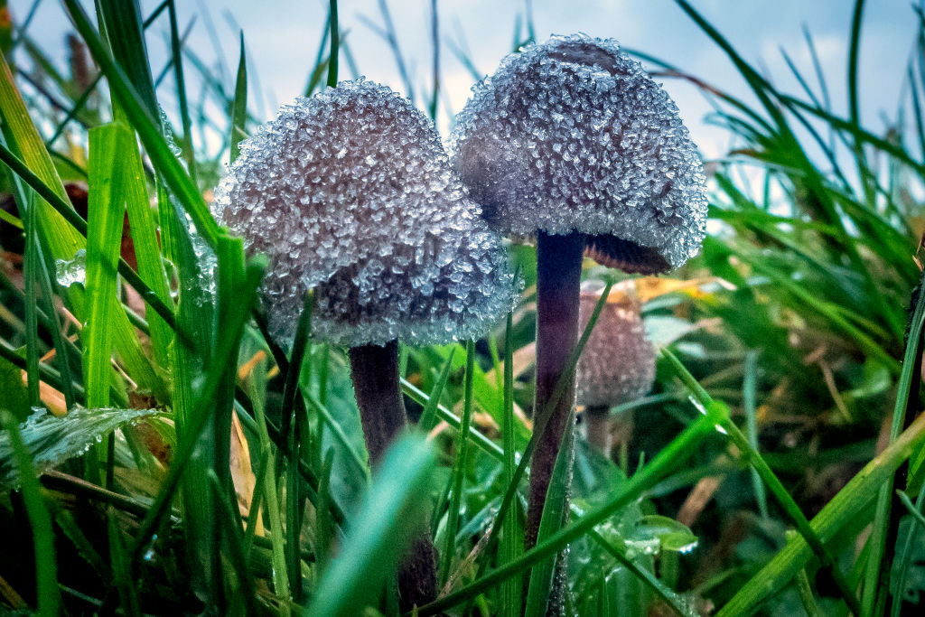 A Guide to Taking Psilocybin Mushrooms