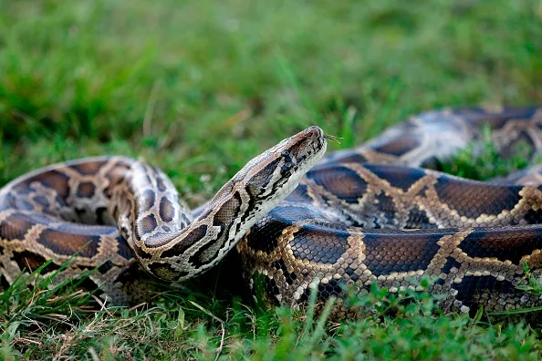 Florida Man Captures 16-Foot Python and Nearly 50 Hatching Eggs Beneath ...