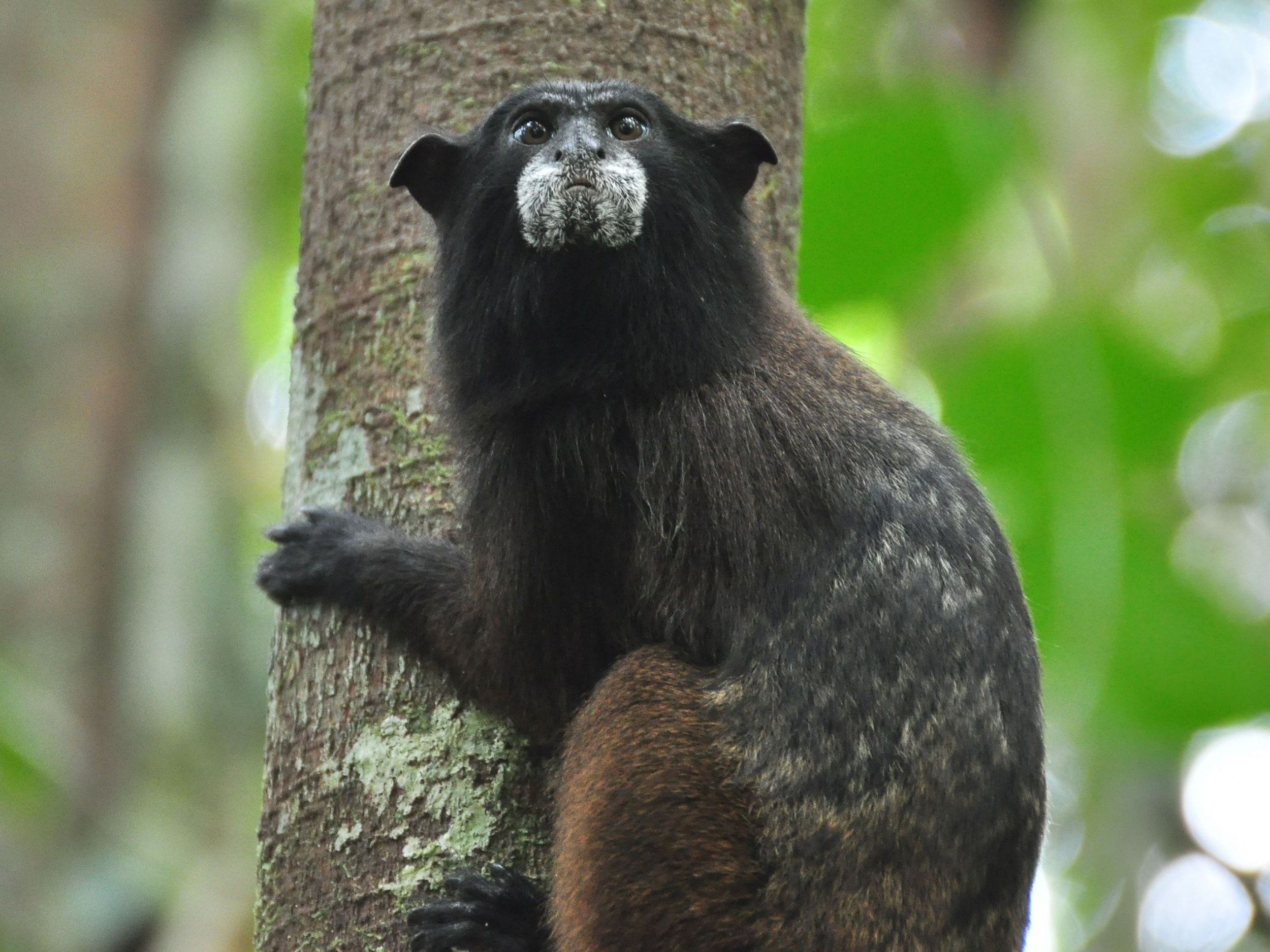 Mustached Monkeys' Feces Helped Regenerate Amazonian Rainforest
