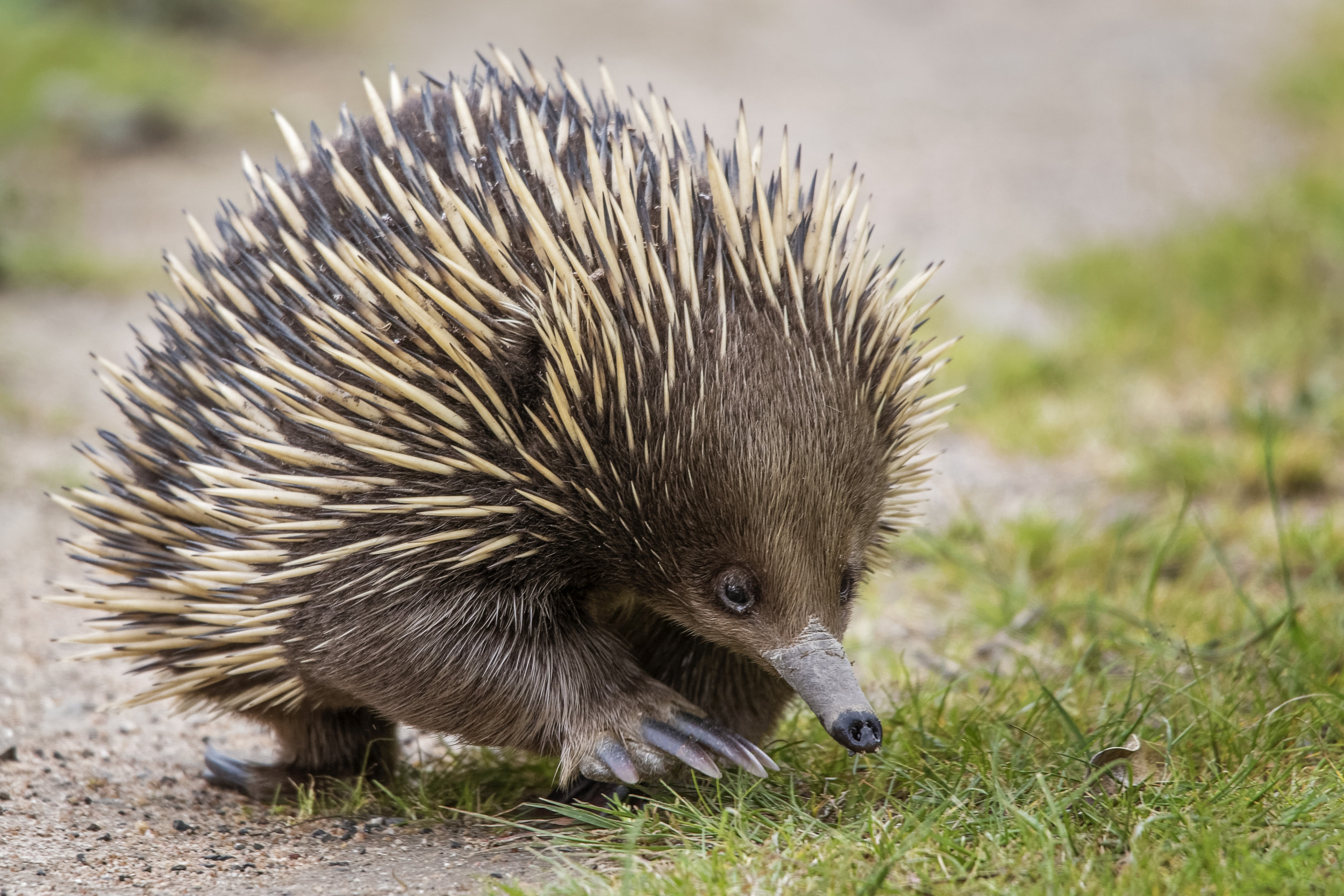 echidna　 Short-Nosed Echidna - Los Angeles Zoo and Botanical Gardens