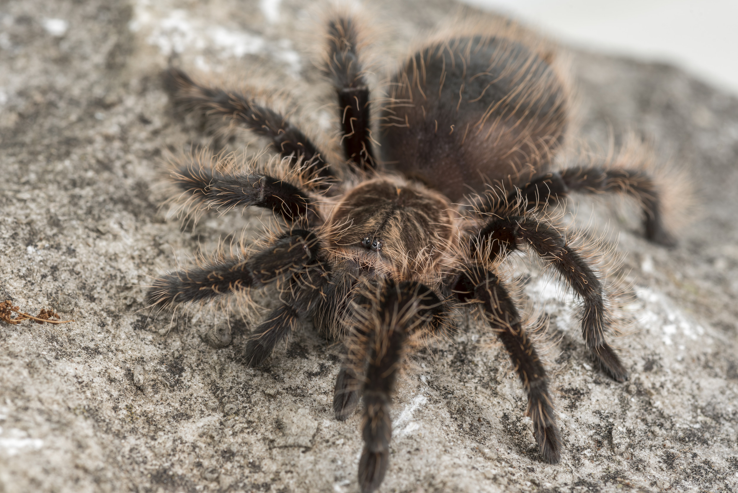 Thousands of Tarantulas Are About to Crawl Across Colorado as Old