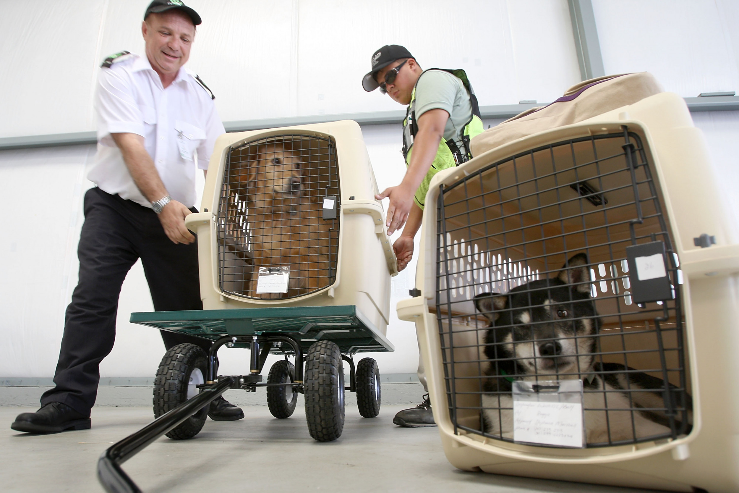 Traveling With Dogs on Plane: Essential Tips for Stress-Free Flights