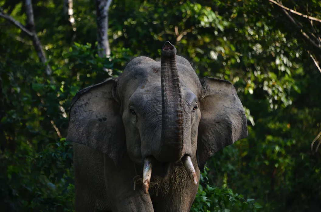 Activists Champion Release of Happy The Elephant from Bronx Zoo