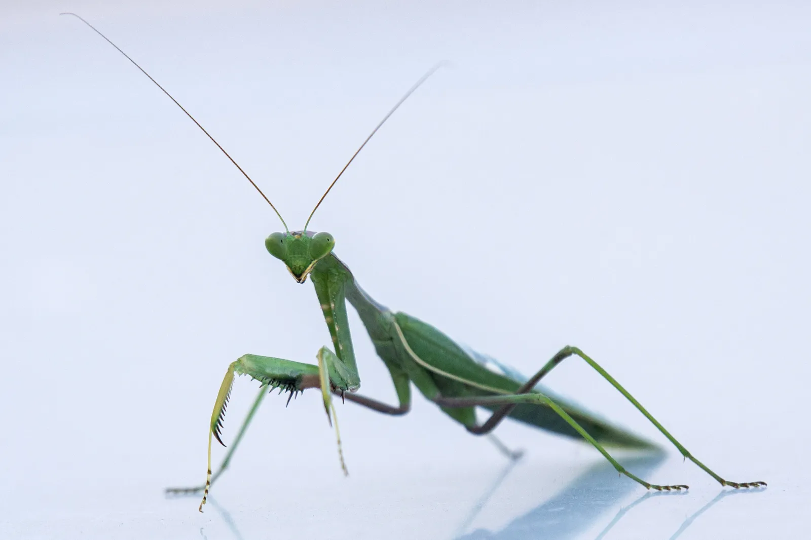praying mantis