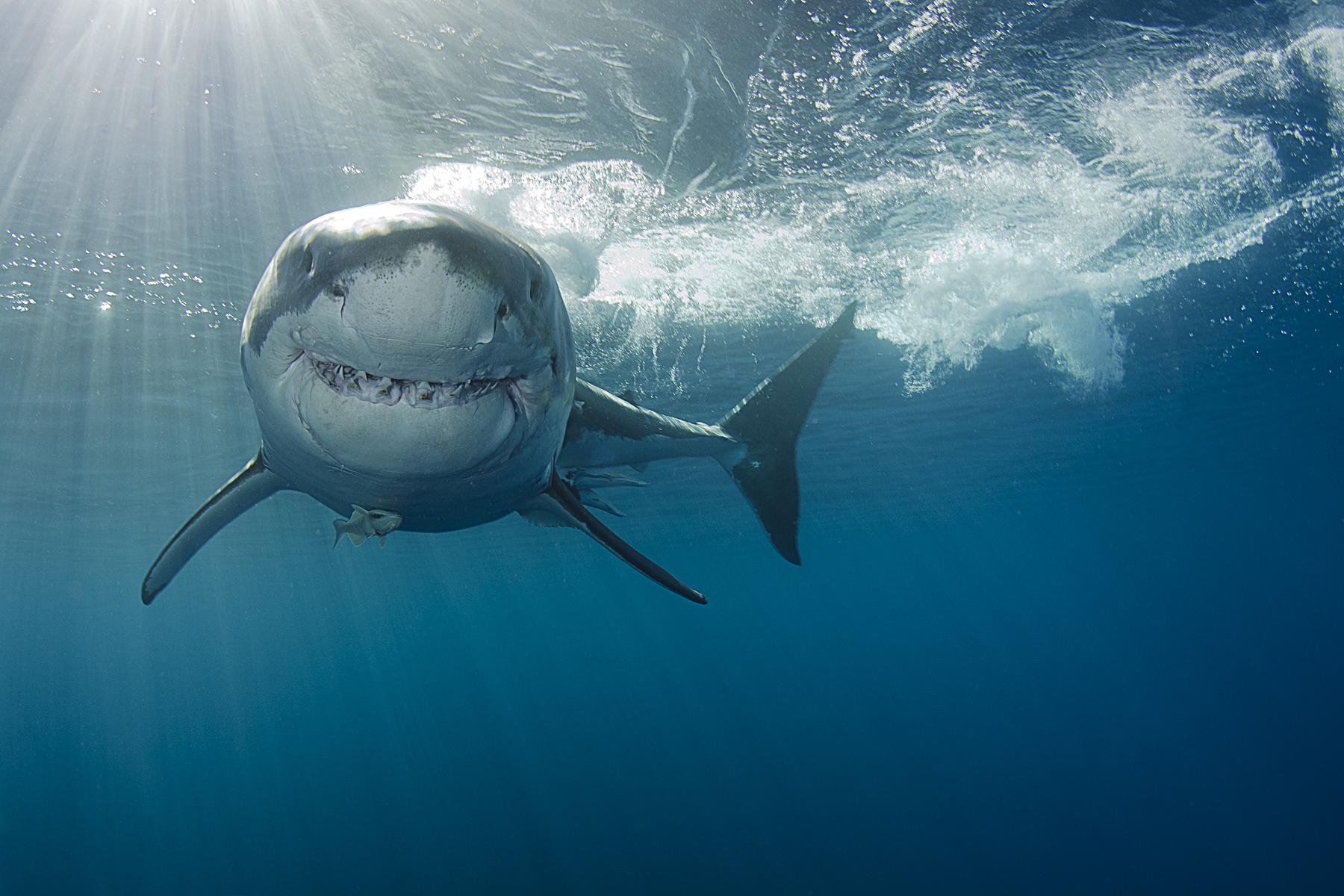 Drone Captures Great White Sharks Circling Oblivious Surfers in