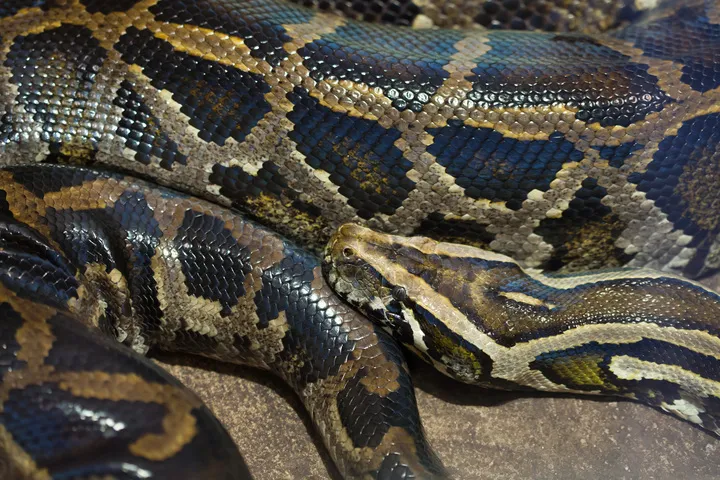 Massive Burmese Python Close to 18 Feet Long Captured by Snake Hunter ...