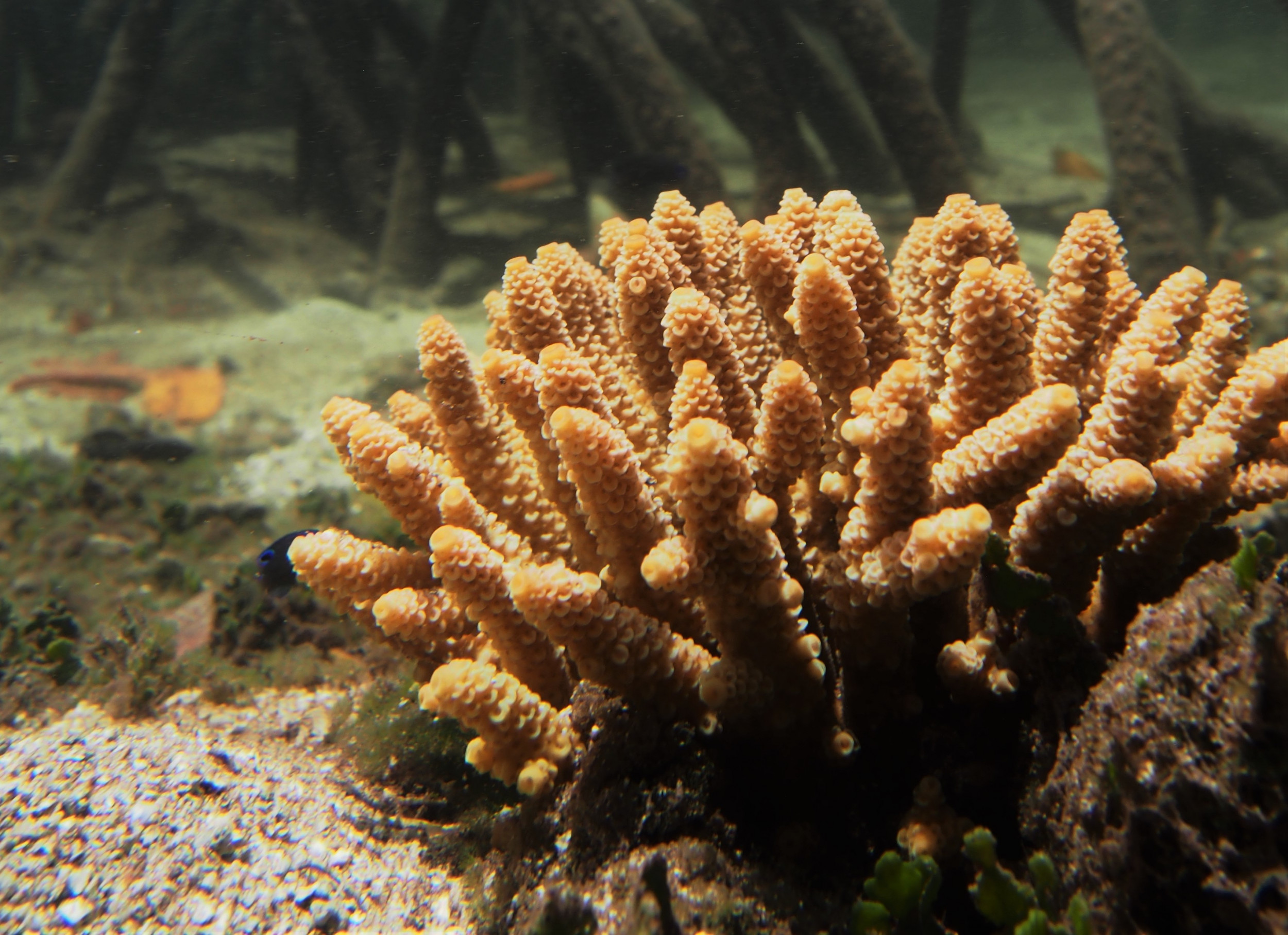 First 'Extreme Corals' at Great Barrier Reef Mangrove Lagoons