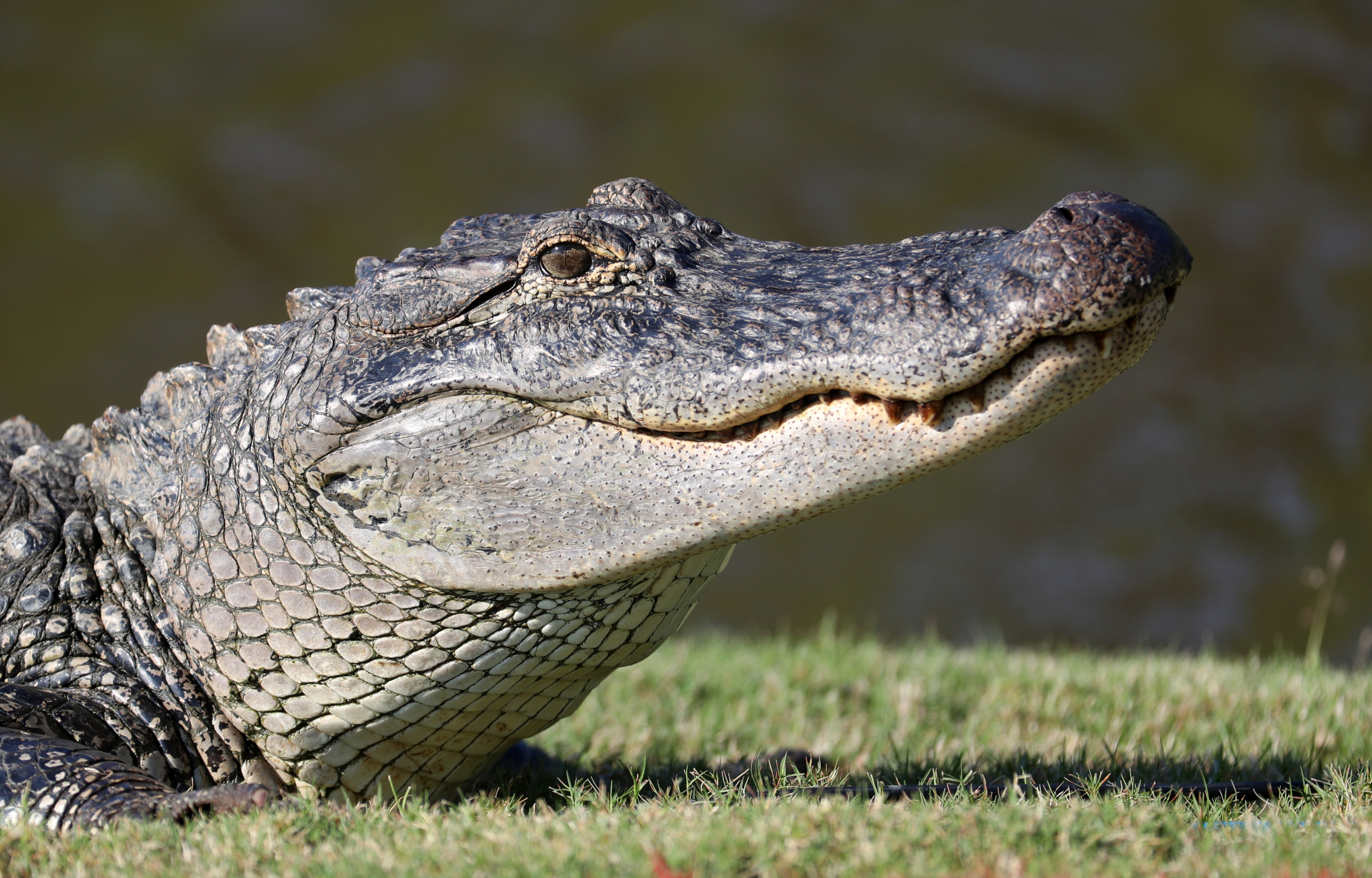 Enormous 726-Pound Gator Lunges at Boat, Hunters Shoot Arrow Right