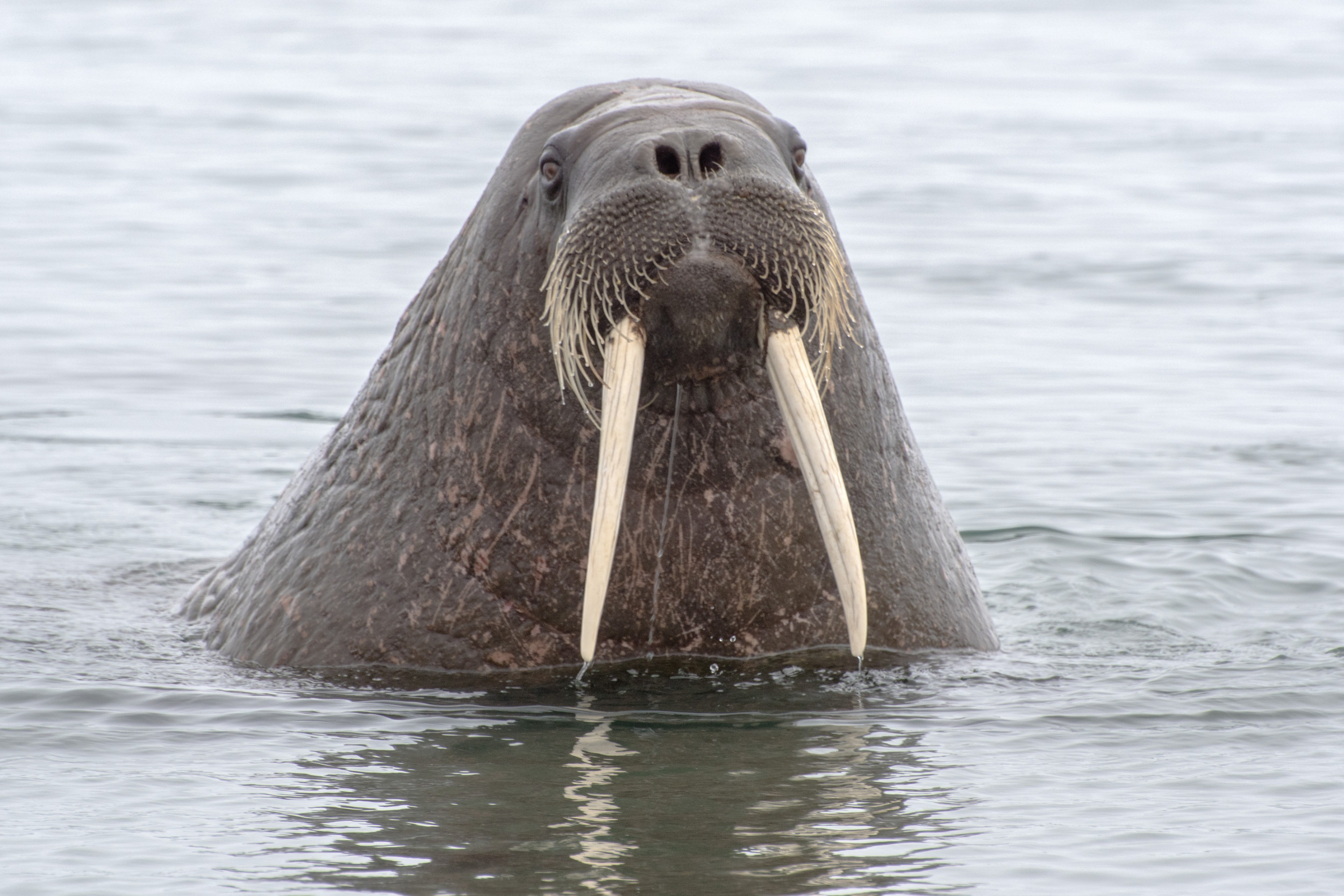 A Walrus 'Defending Her Calves' Just Sank a Russian Navy Boat in