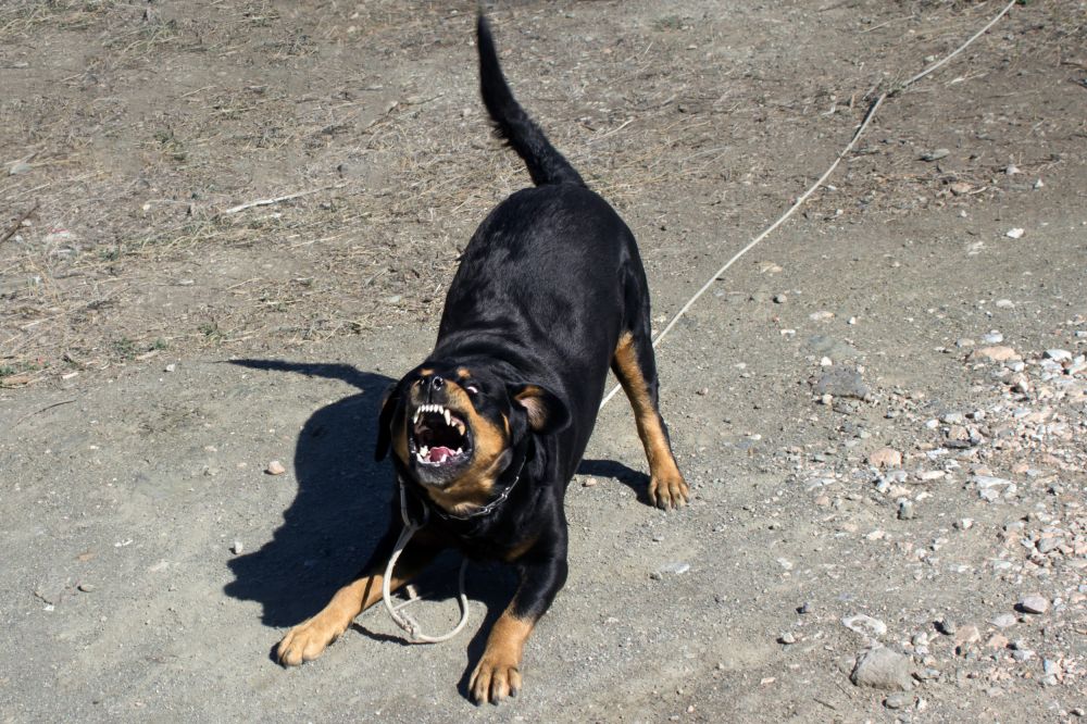 Kentucky Toddler Mauled to Death by Two Family Dogs - Newsweek