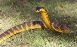 Snake Catcher Calls Wife and Kids to Say Goodbye After Highly Venomous Tiger Snake Bites Him: “This Is It”
