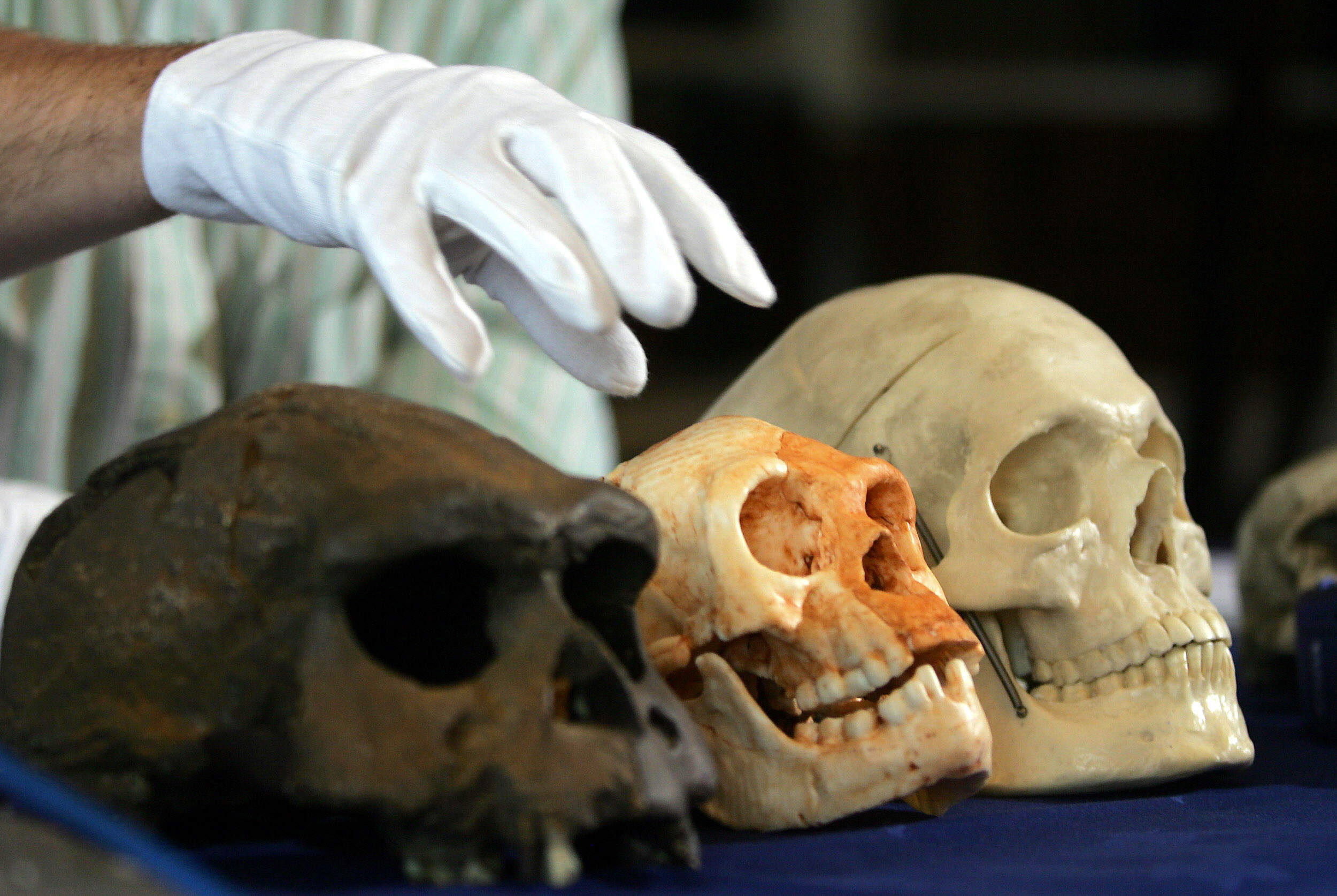 How Homo Floresiensis Evolved into a 'Hobbit' Species in a Blink