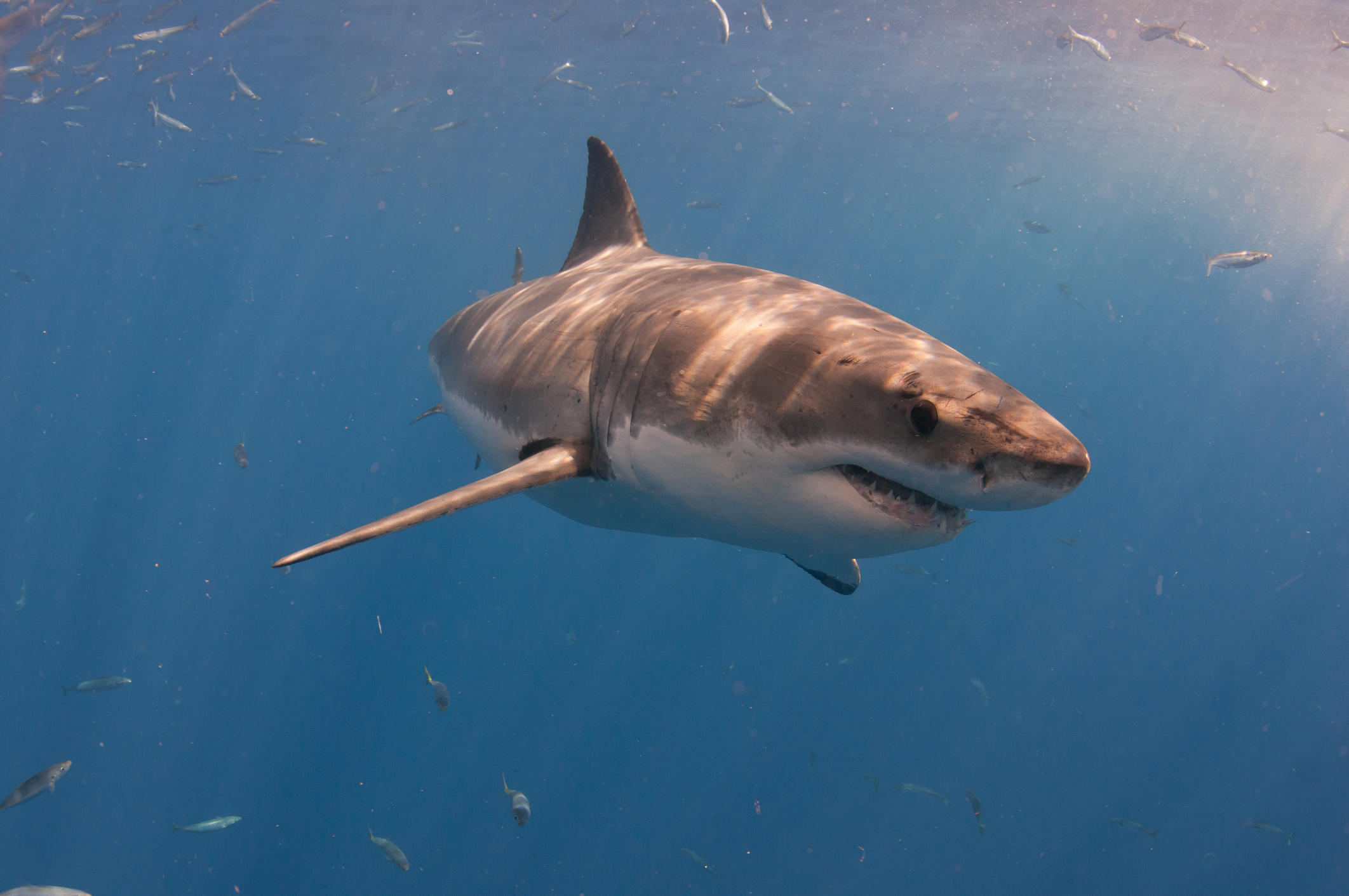 Unama'ki: Shark Tracker Shows the 15-foot Great White Has