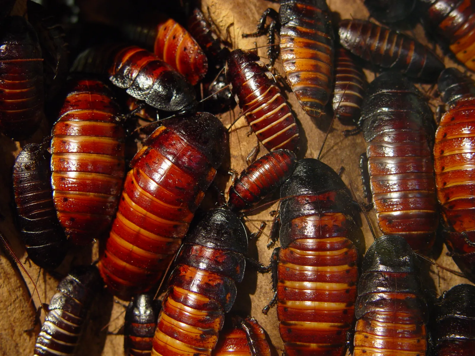 Earache Insect Man Goes to Hospital with Earache, Doctors Discover Family of ...