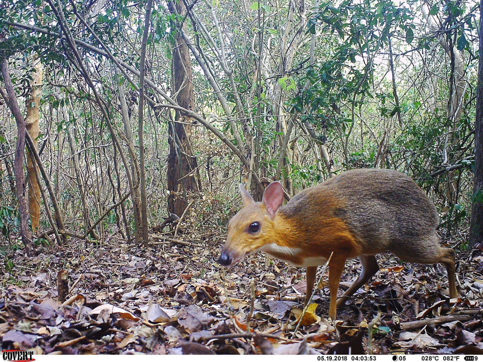 Elusive Deer-Like Species Which Had Been Lost to Science for Three Decades ‘Rediscovered’ by Researchers
