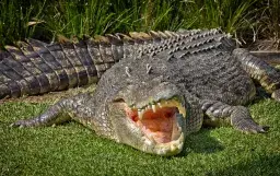 Wildlife Ranger Survived Crocodile Attack by Wrestling Animal, Poking It in the Eye: ‘It’s a Tank’