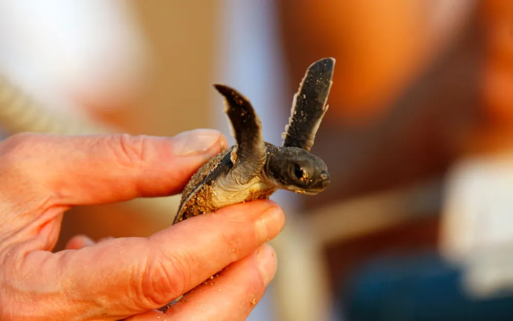 Critically Endangered Turtle Hatches at Zoo, Three More Expected To ...