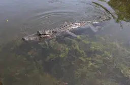 Louisiana Sues California Over the Right to Sell Alligator Skins, Claims Sales Ban Will Harm Ecosystem