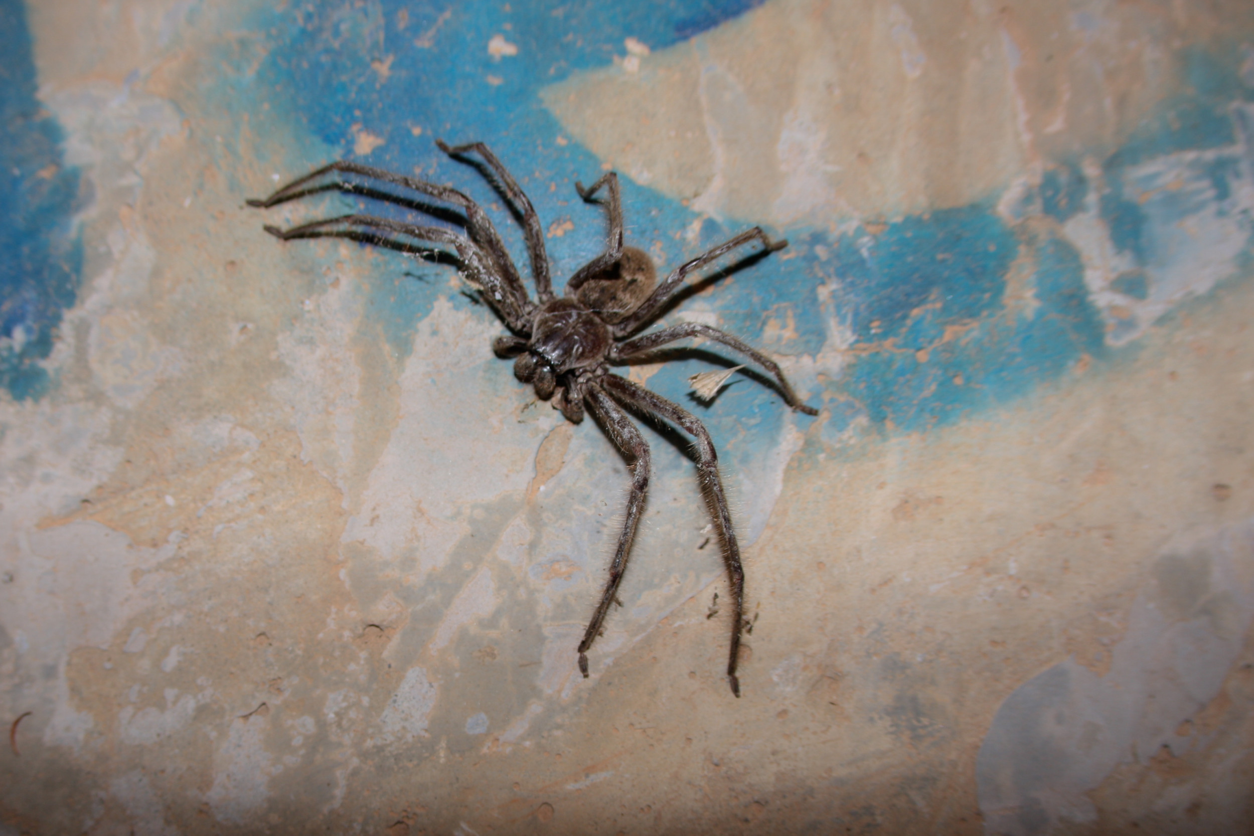 Huge Nest of Huntsman Spiders Discovered in Box Built for Pygmy Possums -  Newsweek, image size:2500x1667